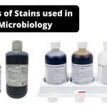 Types of Stains used in Microbiology