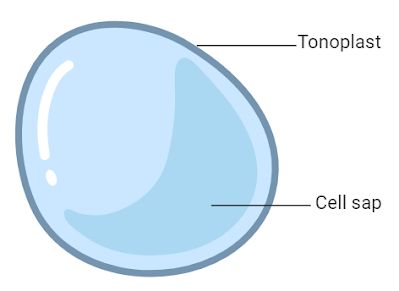 Structure of Vacuole