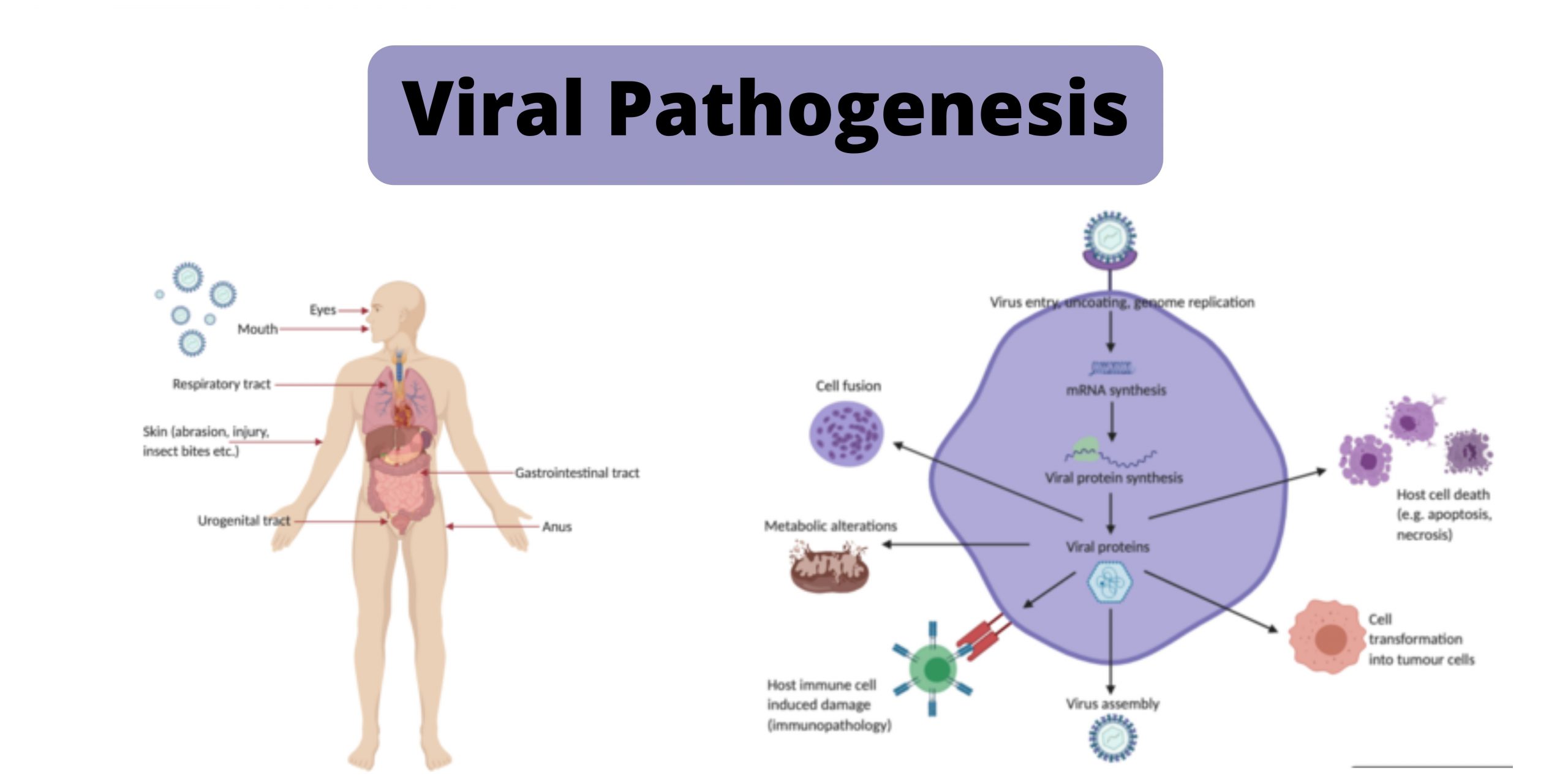 Viral Pathogenesis Definition, Mechanisms, Factors.