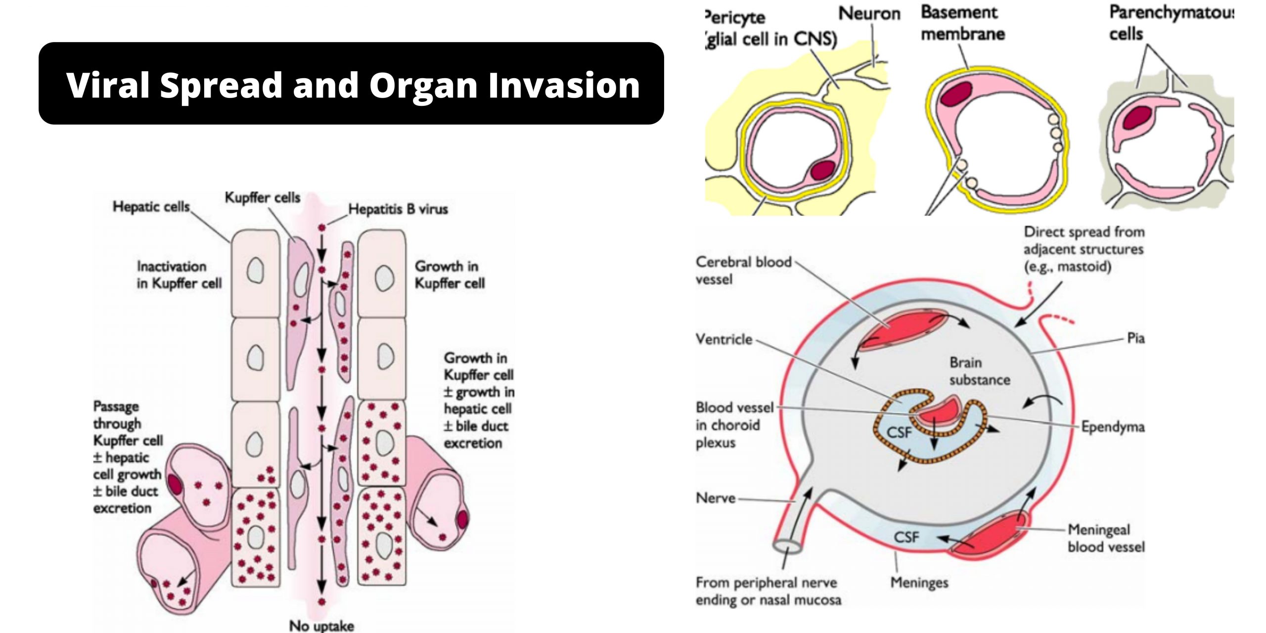 Viral Spread and Organ Invasion of Virus