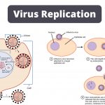 Viral Replication Cycle - Definition, Steps, Mechanisms