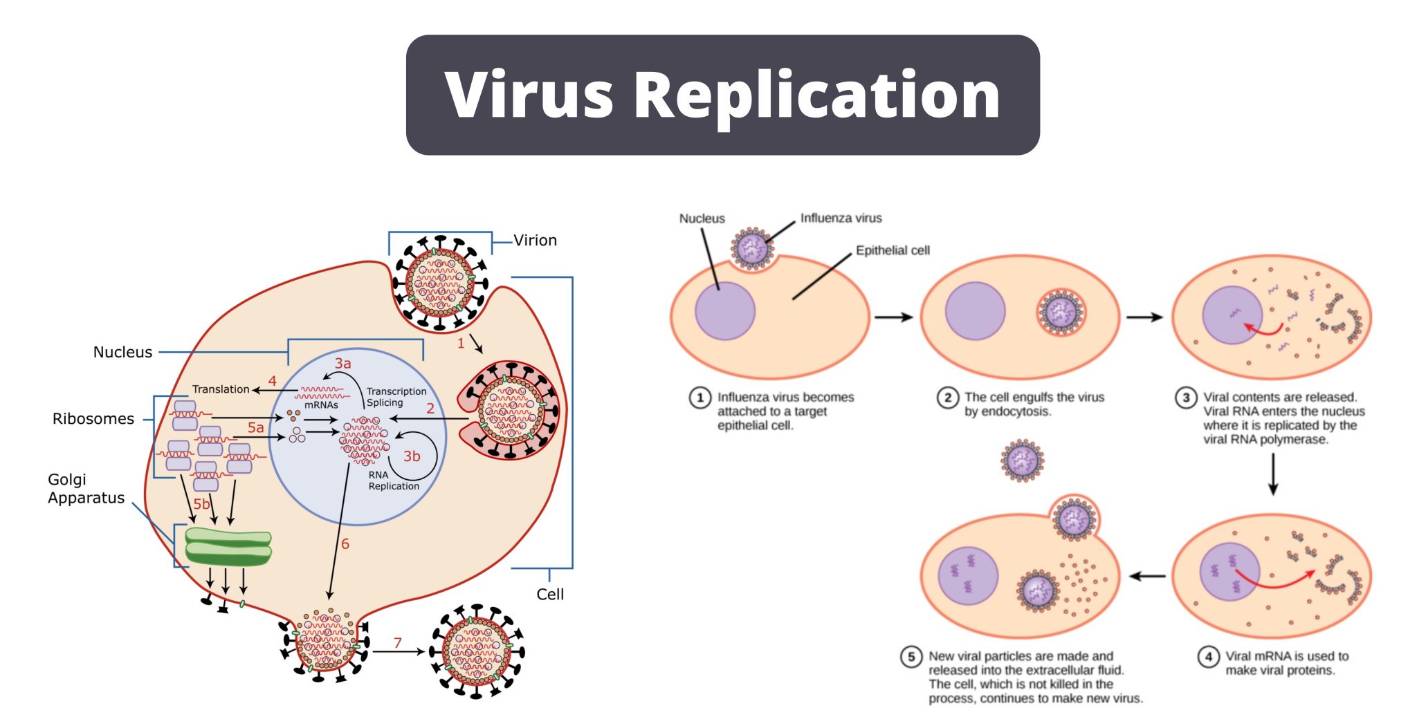 presentation on viral replication