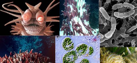 Chemosynthetic Bacteria Examples, Definition, Pathways, and Processes