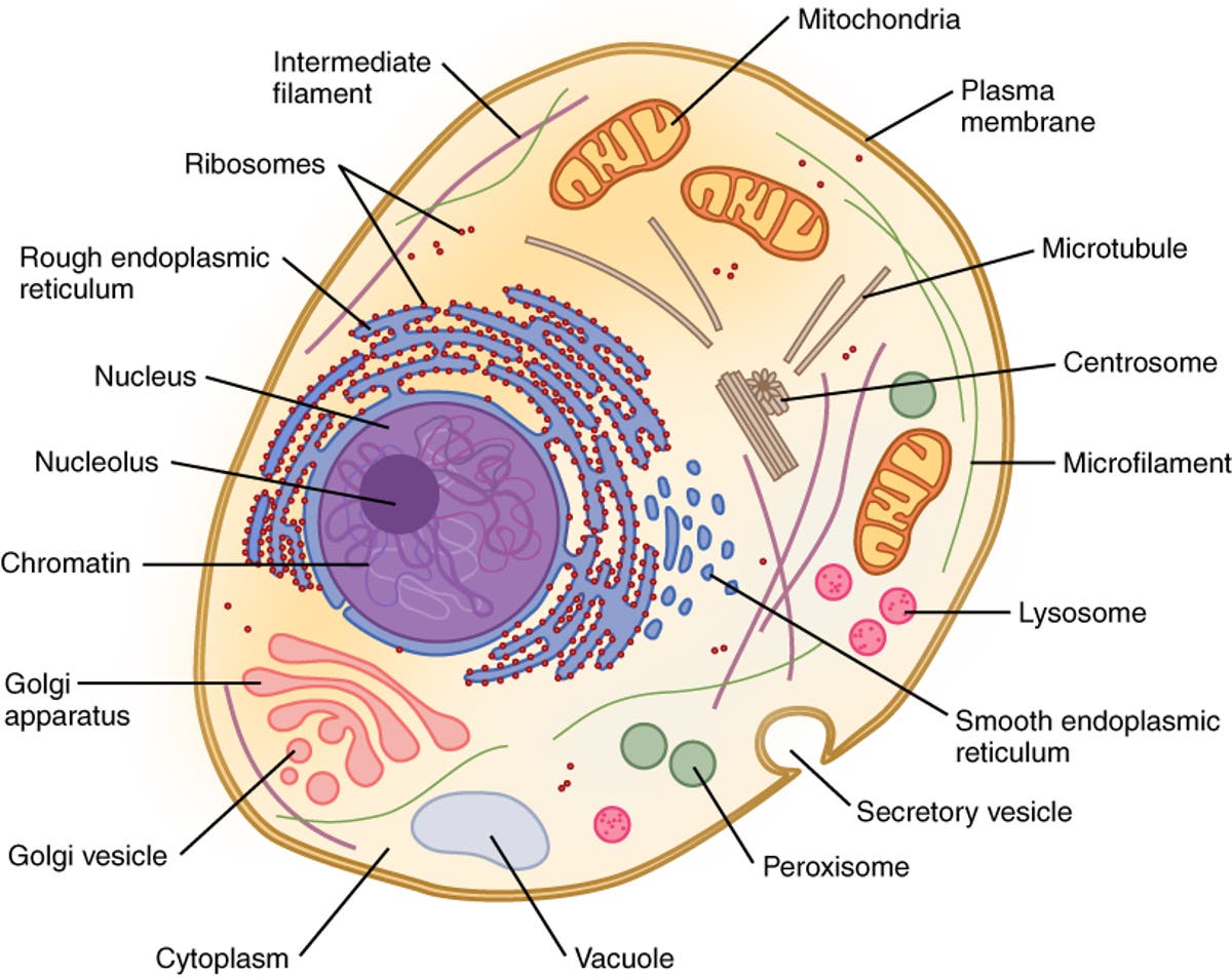 Хроматин в животной клетке