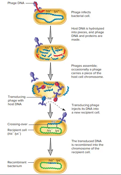 Steps of Generalized Transduction