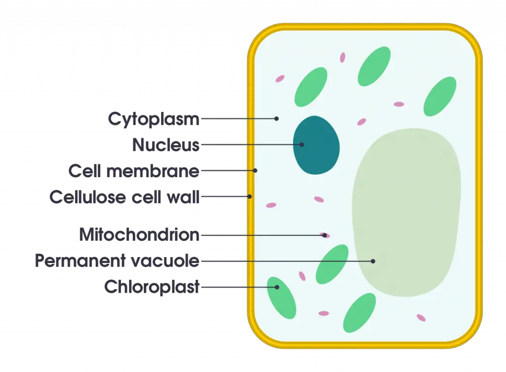Overview of Plant Cells