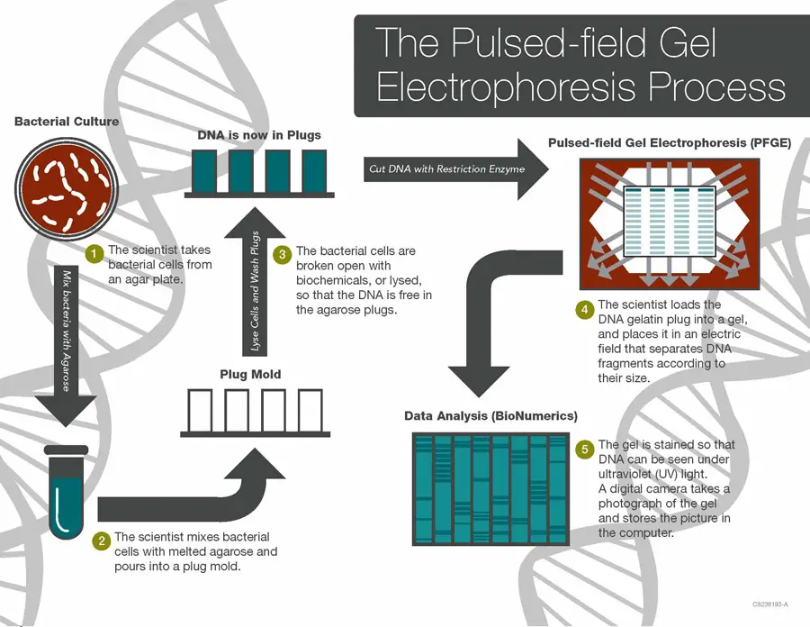 How does Pulsed-field Gel Electrophoresis work?