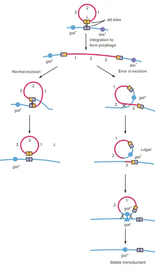 The Mechanism of Transduction for Phage Lambda and E. coli.