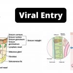 Viral Entry Into The Host Body