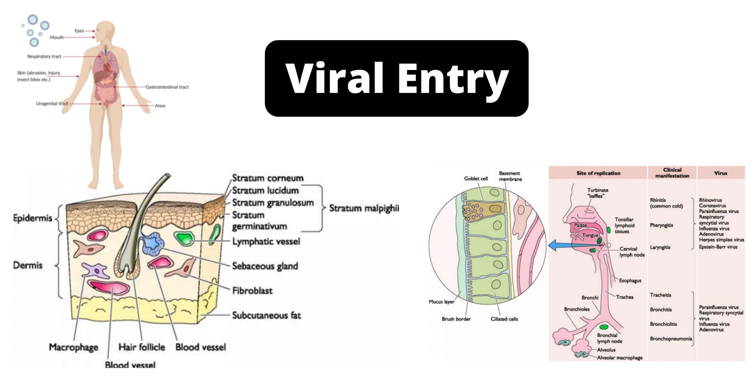 Viral Entry Into The Host Body
