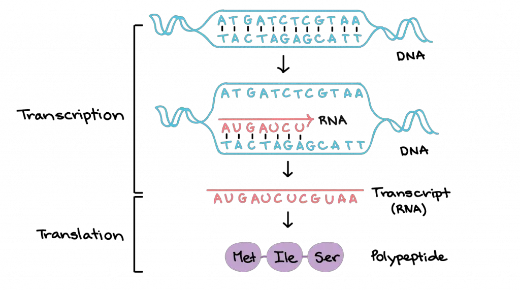 Definition of DNA Transcription 
