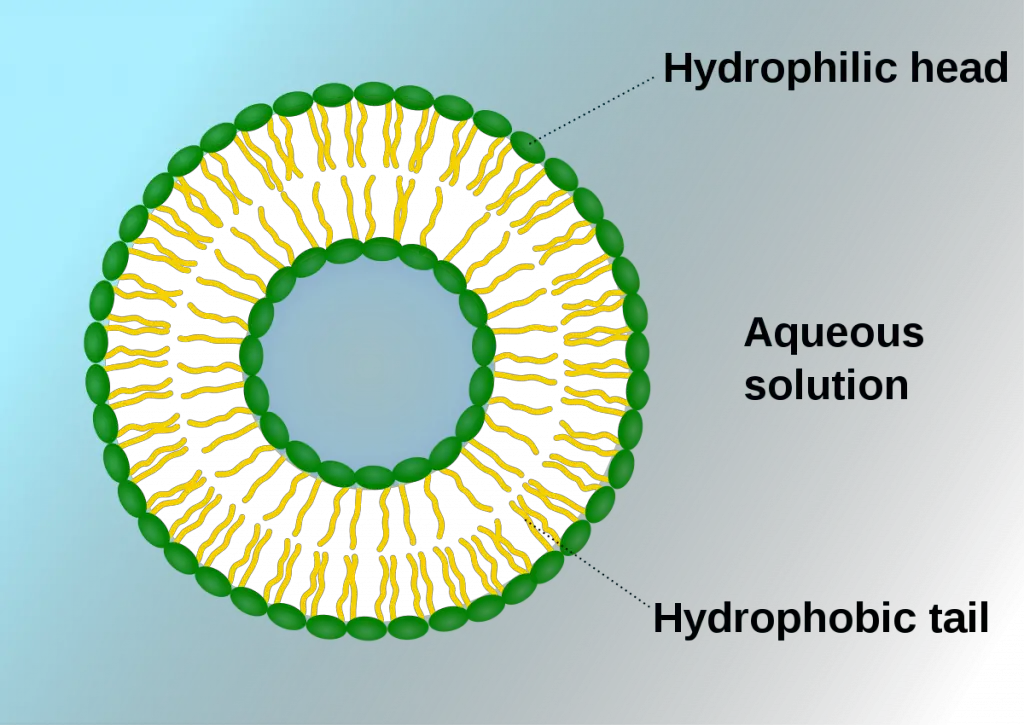 The structure of the vesicle
