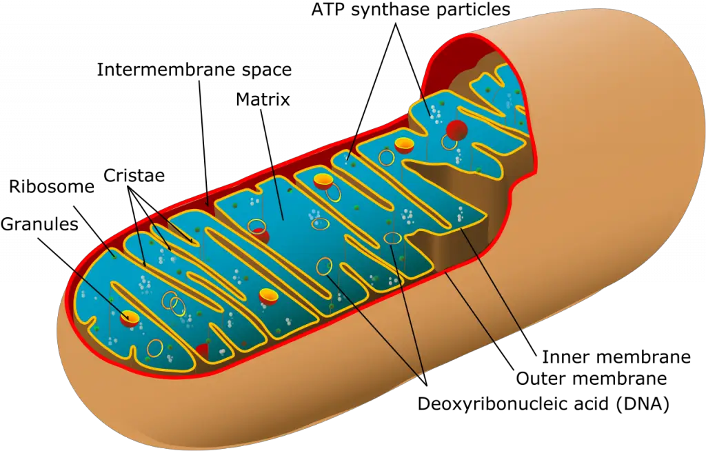 Mitochondria and Chloroplast
