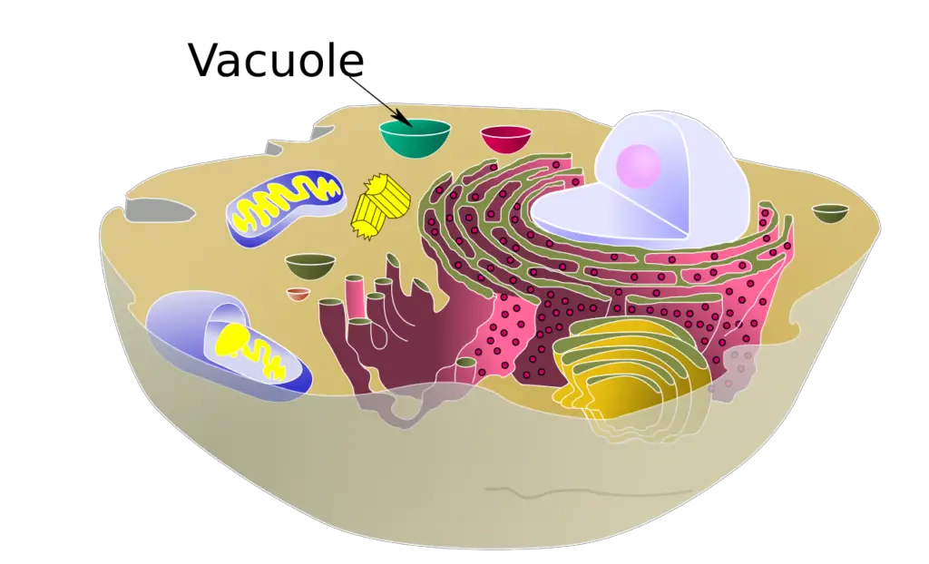 Structure and Function of Vacuoles in Animal Cells