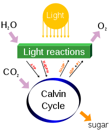Process/ Steps of Photosynthesis