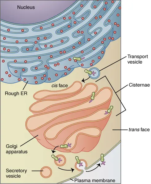 The Golgi apparatus (salmon pink) in context of the secretory pathway