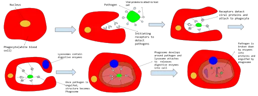 What is phagocytosis?