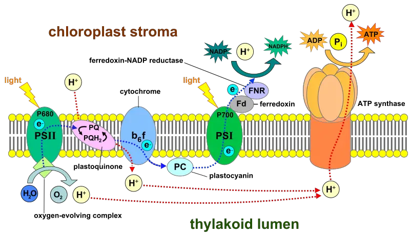 Light-dependent reactions of photosynthesis at the thylakoid membrane