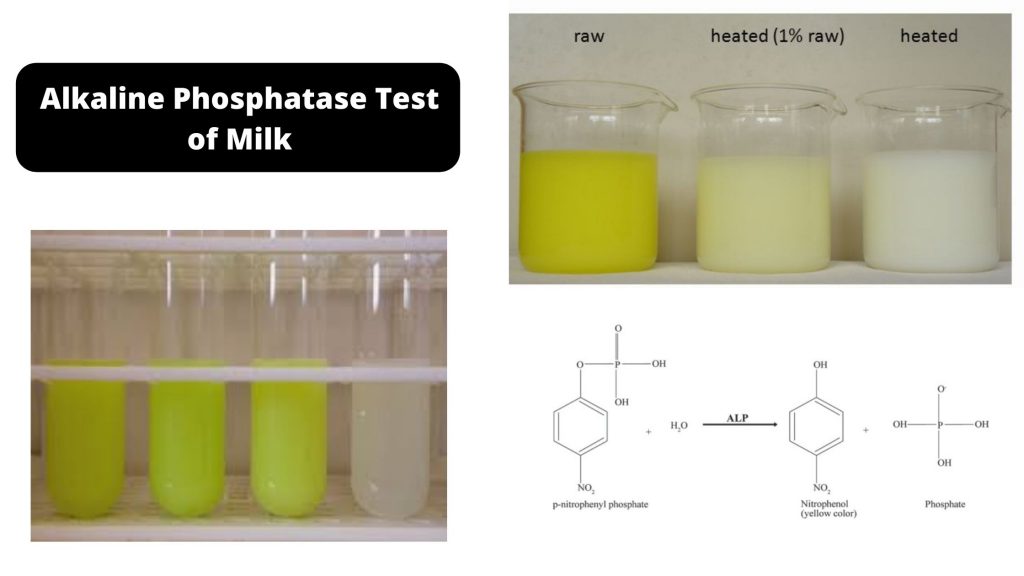 Alkaline Phosphatase Test of Milk- Determination of Phosphatase Activity of Milk