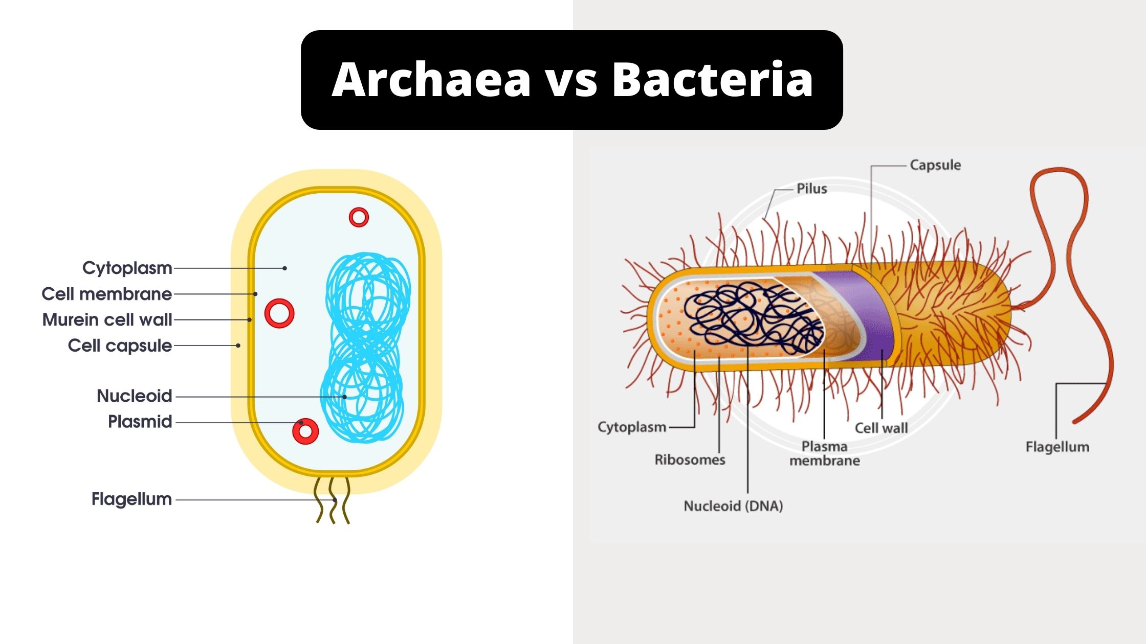 Archaea And Bacteria Differences Similarities Diagram - vrogue.co