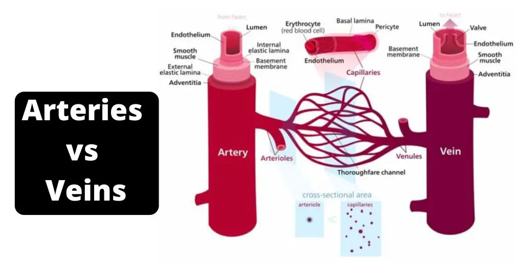 Differences between Arteries and Veins - Arteries vs Veins