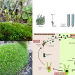 Bryophytes definition, classification, life cycle, characteristics, importance
