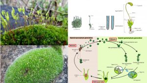 Bryophytes definition, classification, life cycle, characteristics, importance