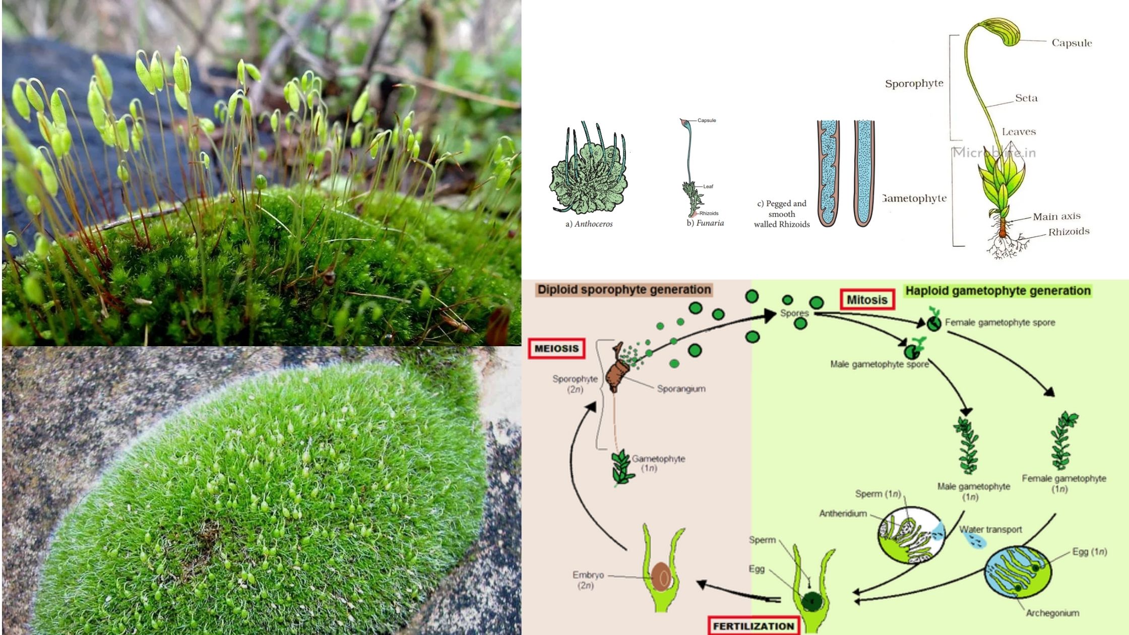 Bryophyte Life Cycle Biodiversity Classification Pinterest - Riset