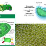 Chloroplasts Definition, Characteristics, Structure, Location, Functions, and Diagram