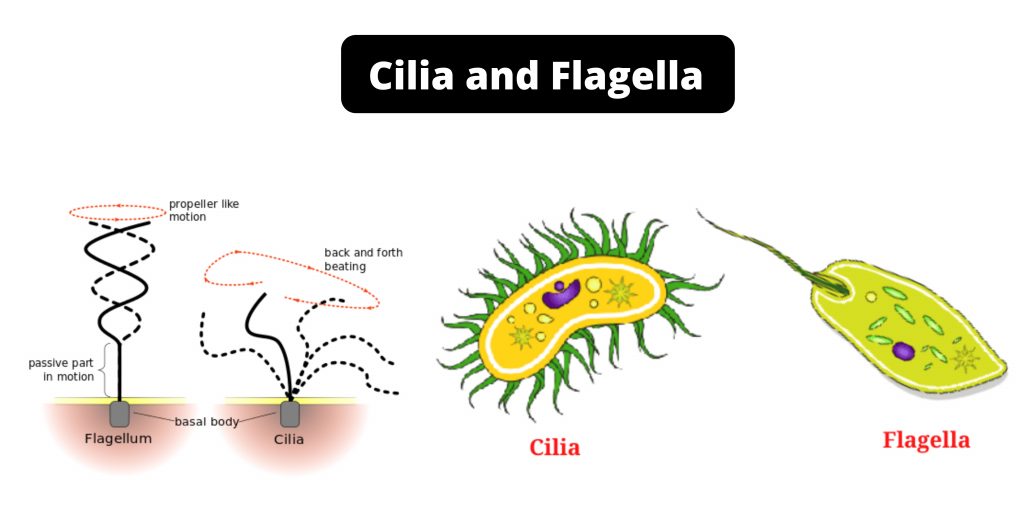 Cilia and Flagella Definition, Structure, Function