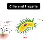 Cilia and Flagella Definition, Structure, Function