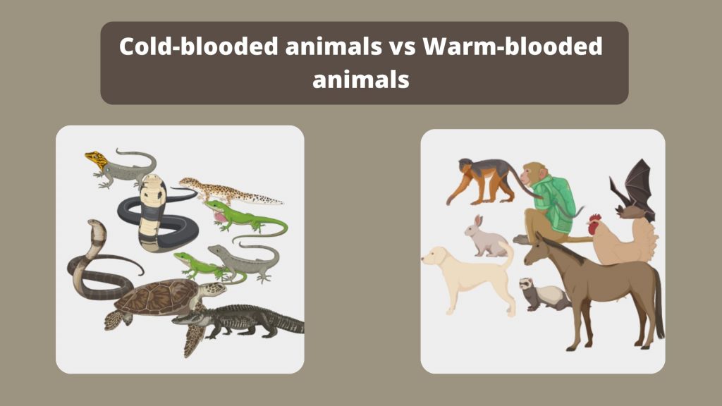 cold blooded animals examples