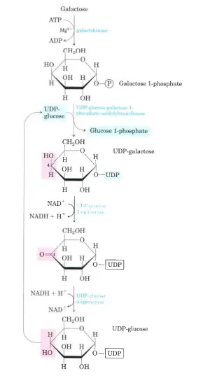 Conversion of galactose to glucose 1-phosphat