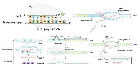 DNA Transcription - RNA Synthesis