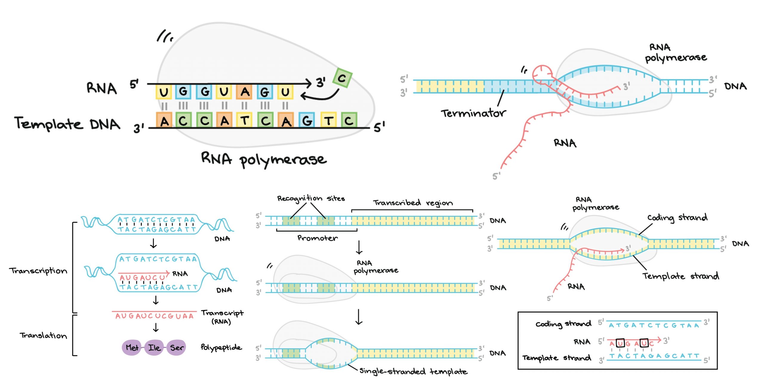 Транскрипция какой фермент. Транскрипция РНК схема. Синтез РНК транскрипция. Схема процесса транскрипции. Транскрипция ДНК этапы.