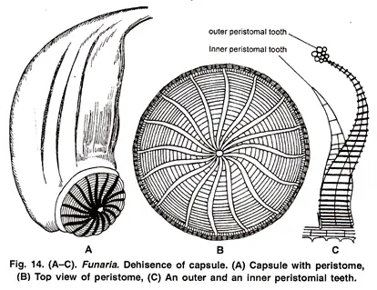 Dehiscence of the Capsule