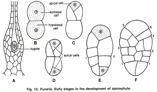 Development of Sporophyte