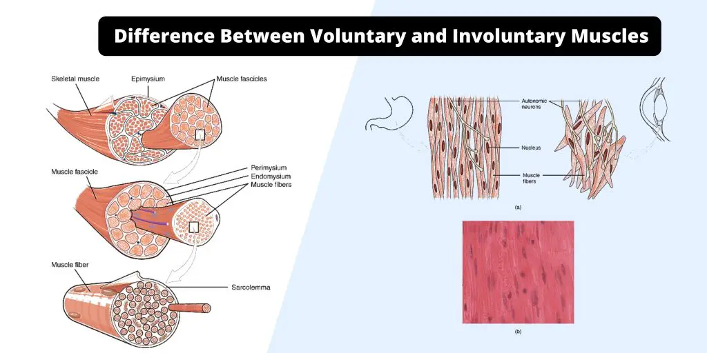 Difference Between Voluntary and Involuntary Muscles