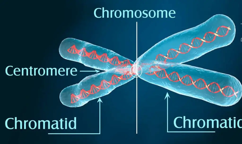 Chromosome vs Chromatid