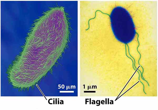 Structure of cilia and flagella