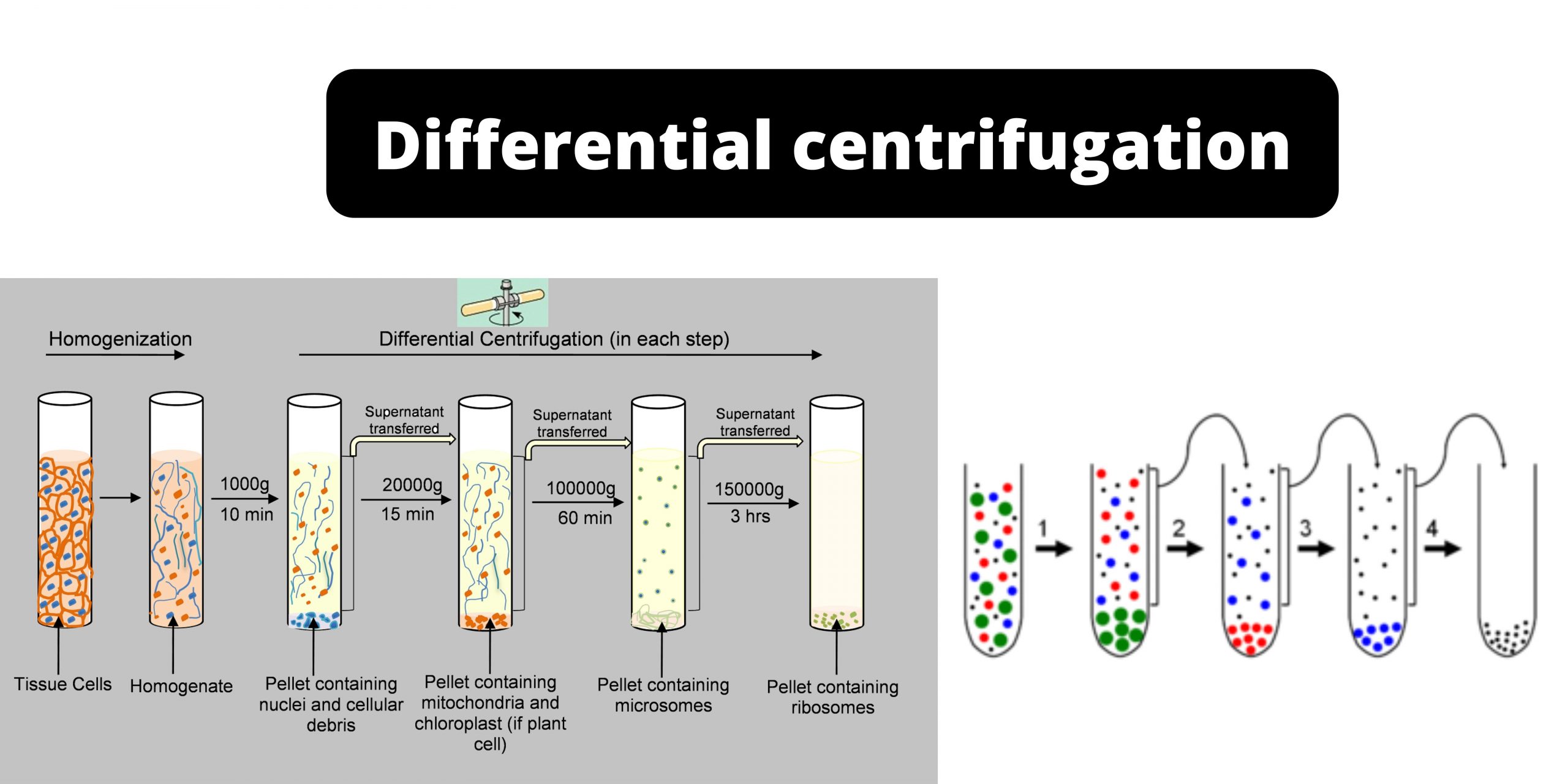 Differential Centrifugation