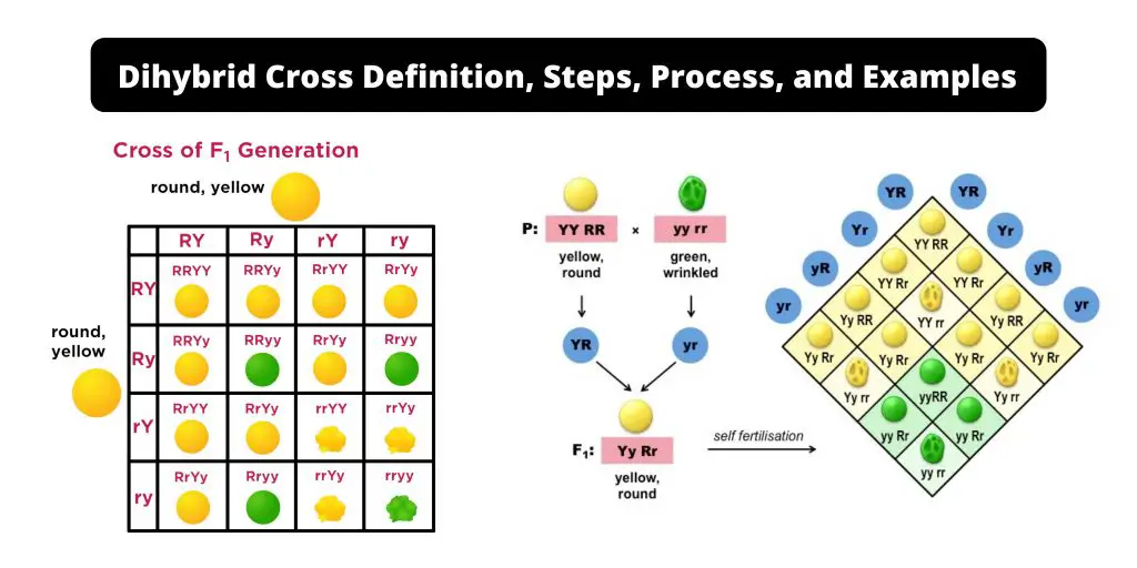 Dihybrid Cross Definition, Steps, Process, and Examples