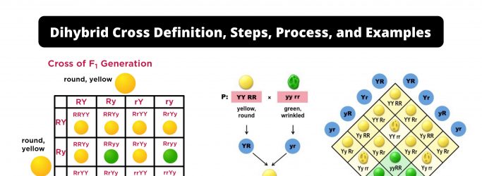 Dihybrid Cross Definition, Steps, Process, and Examples