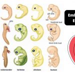 Embryological Evolution