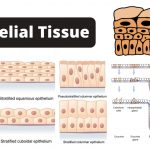 Epithelial Tissue Definition, Characteristics, Types, and Functions