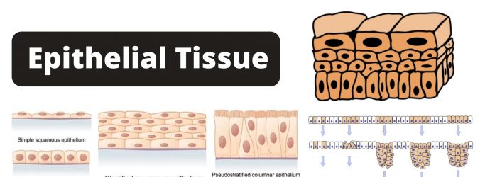 Epithelial Tissue Definition, Characteristics, Types, and Functions