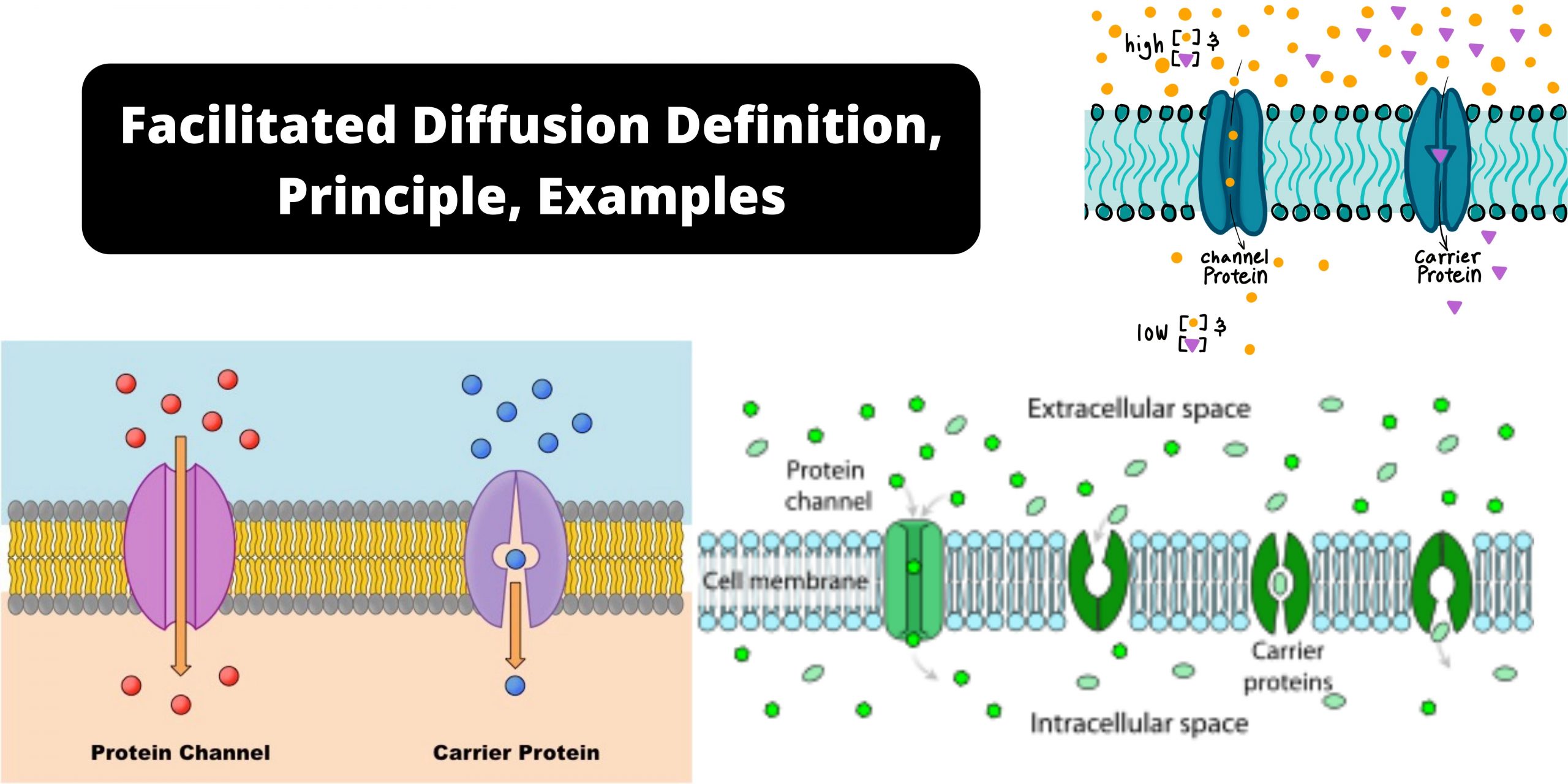 Facilitated Diffusion Definition, Principle, Examples