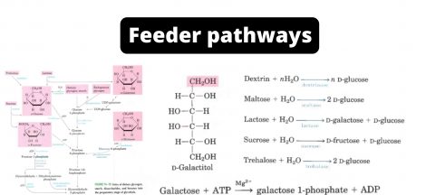 Feeder Pathways for Glycolysis