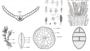 Funaria Structure, Characteristics, Reproduction