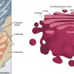 Golgi Apparatus Definition, Structure, Functions, and Diagram